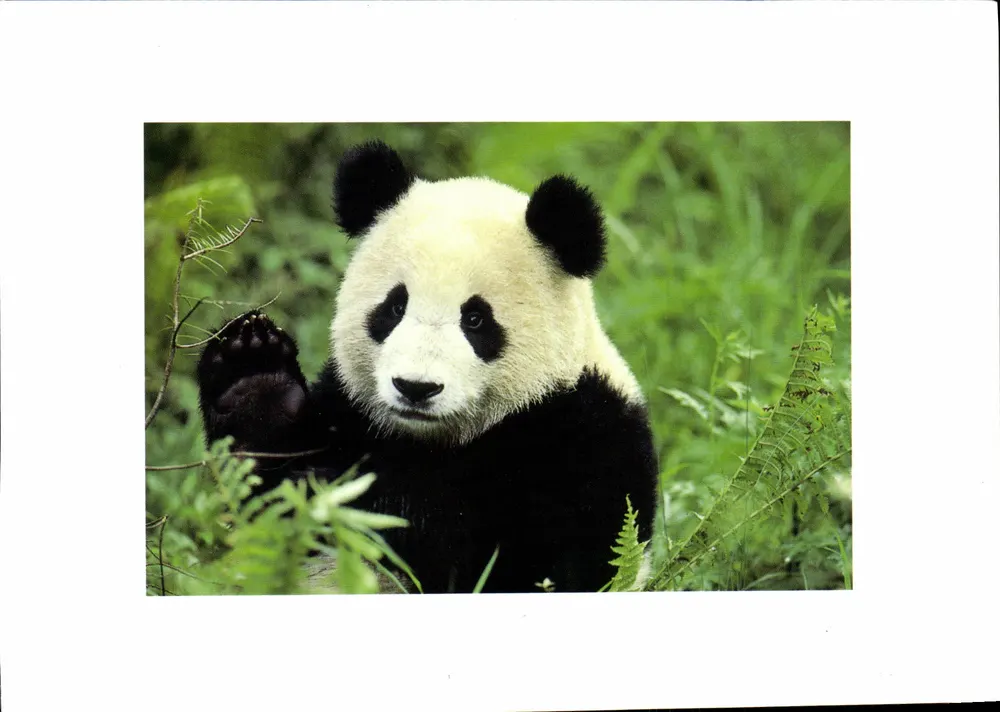 Duży panda — w środowisku naturalnym — kartka pocztowa z rękowietem - Awers