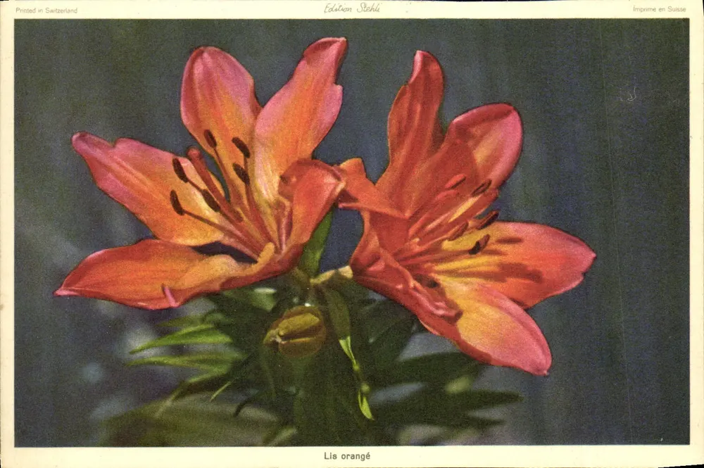 Lilium bulbiferum — Édition Stehli — Wydane w Szwajcarii - Awers