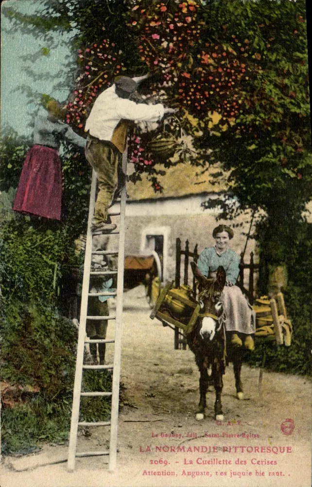 Pittoreske Normandie — Kirschenpflücken — Verlag B. A. Y., n° 2069 - Vorderseite