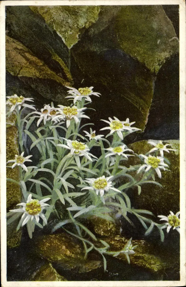 Leontopodium alpinum — Alpenflora — Photochromie, Série 548 Nr. 1282 - Frente