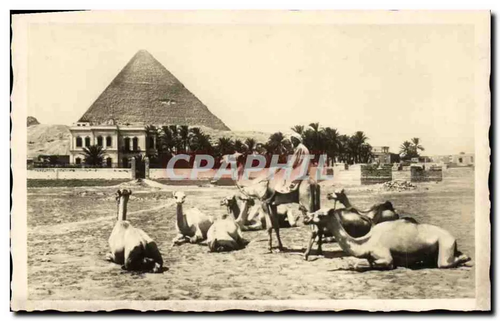 Grupo de camelos perto da grande pirâmide de Quéops — L. Scortzis & Cie, O Cairo, N° 56 - Frente