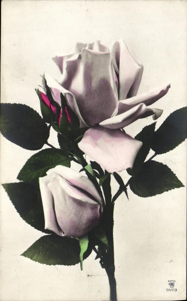 Rosa viola — dettagli floreali — PHOTO AR1, n° S1/13 - Recto
