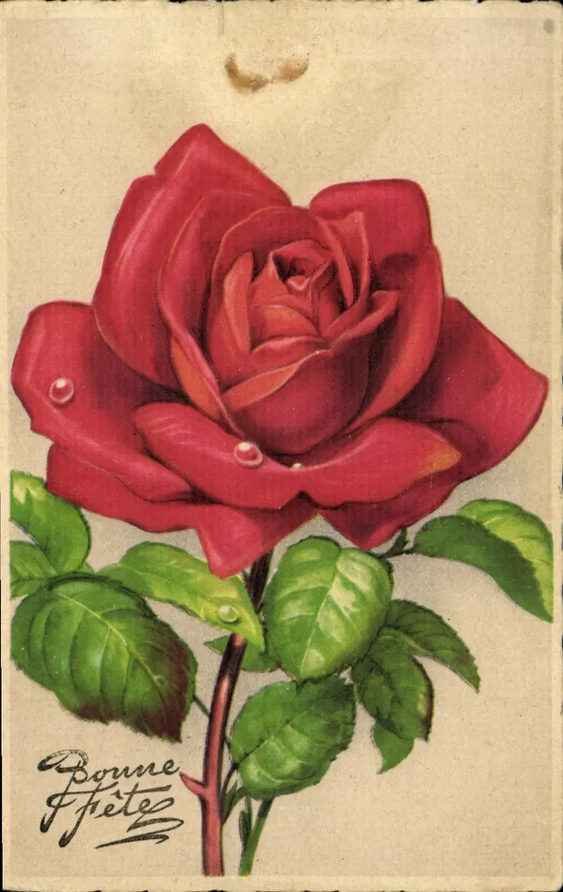Rose rouge — illustration — Éditions Super - Frente