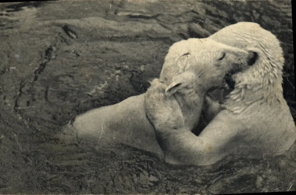 Urso-branco se divertindo no seu banho — Museu Nacional de História Natural, Parque Zoológico do Bois de Vincennes, Paris - Frente