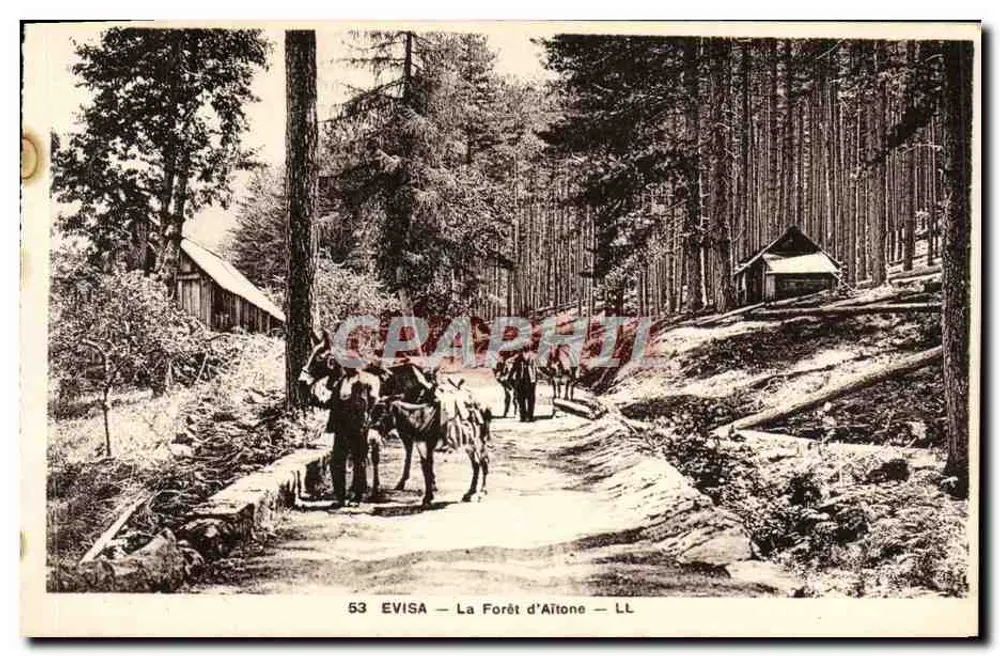 A Floresta de Altone — Editor: ADIA IMP. — NICE — Número de série 53 - Frente