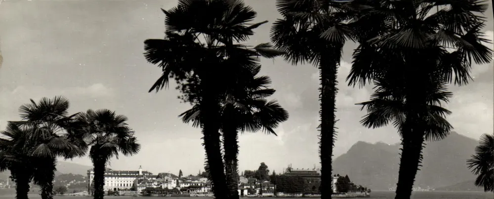 Palmiers au bord du lac - Verbania - Édition Orlandini, Stresa - Vorderseite