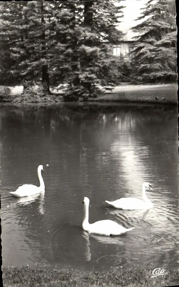 Pau - Park Beaumont — Die Schwäne am Becken — Réal-Photo - Vorderseite
