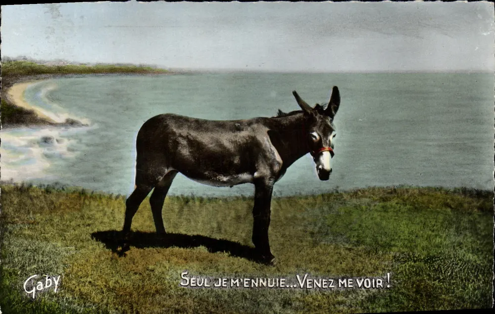 Einzelner Esel — Strand — Gaby, n°5 - Vorderseite