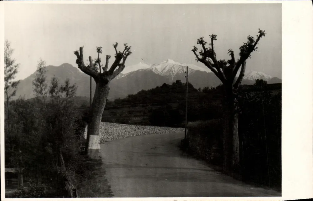 Vue de montagnes enneigées — route bordée d'arbres — éditeur inconnu, n° de série non visible - Frente