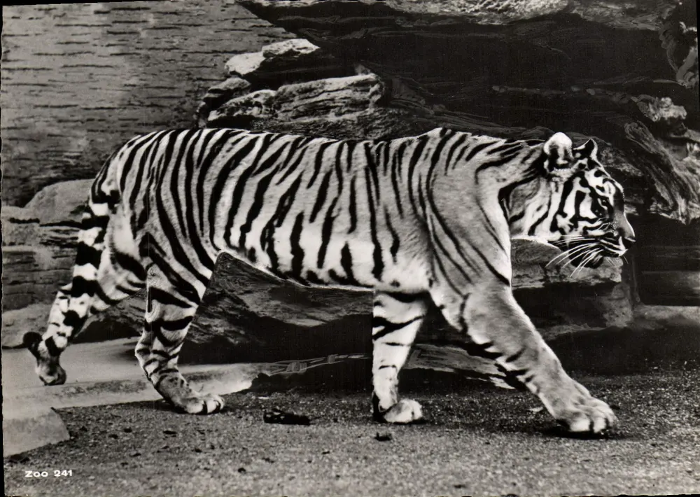 Sibirischer Tiger — Zürich — Zoologischer Garten Zürich, Nr. 241 - Vorderseite