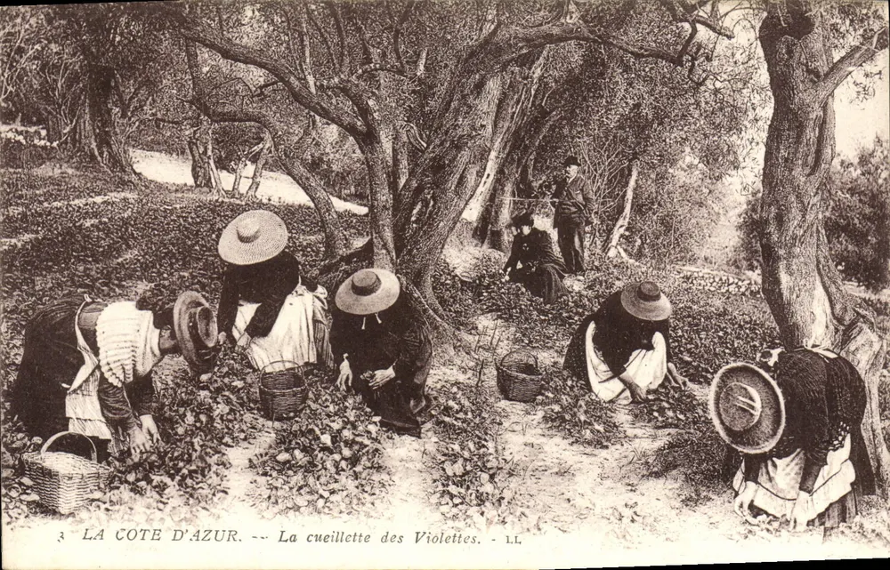 Die Côte d'Azur — Die Ernte der Violette — LL - Vorderseite