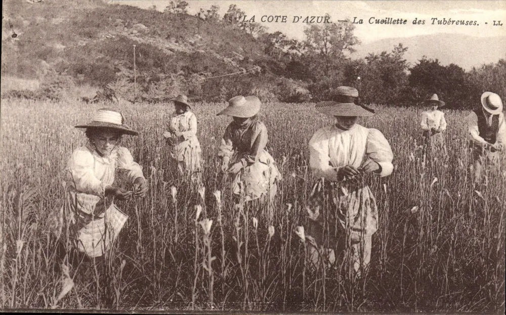 Die Côte d'Azur — Die Ernte der Tuberosen — LL - Vorderseite