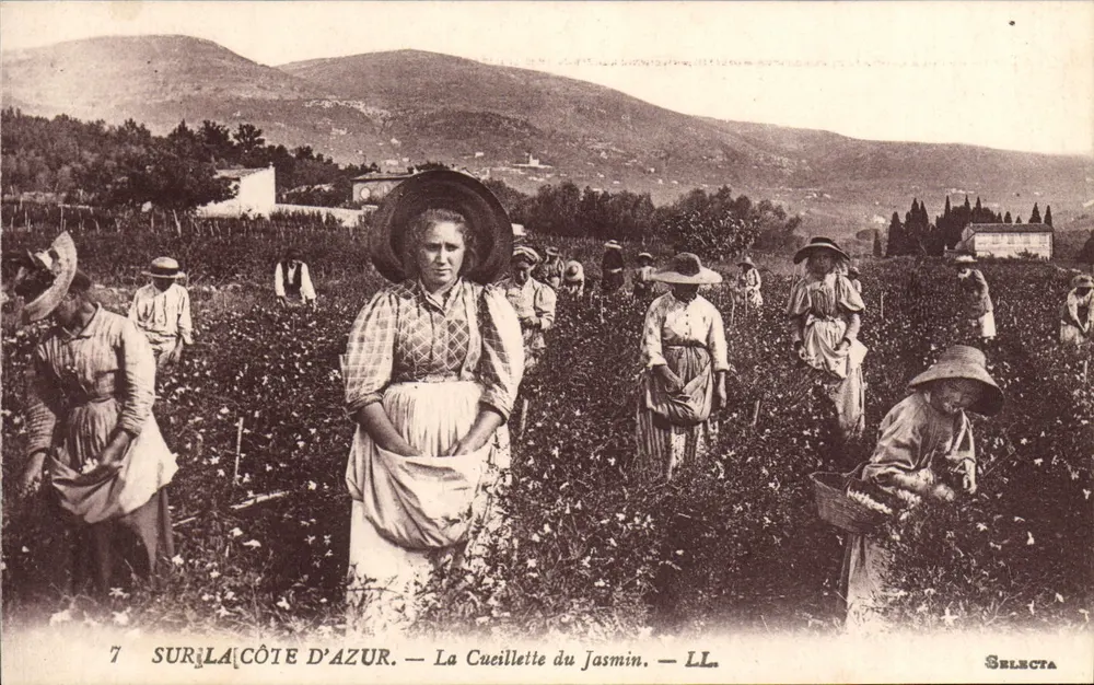 Auf der Côte d'Azur — Jasminpflücken — LL. — Selecta - Vorderseite