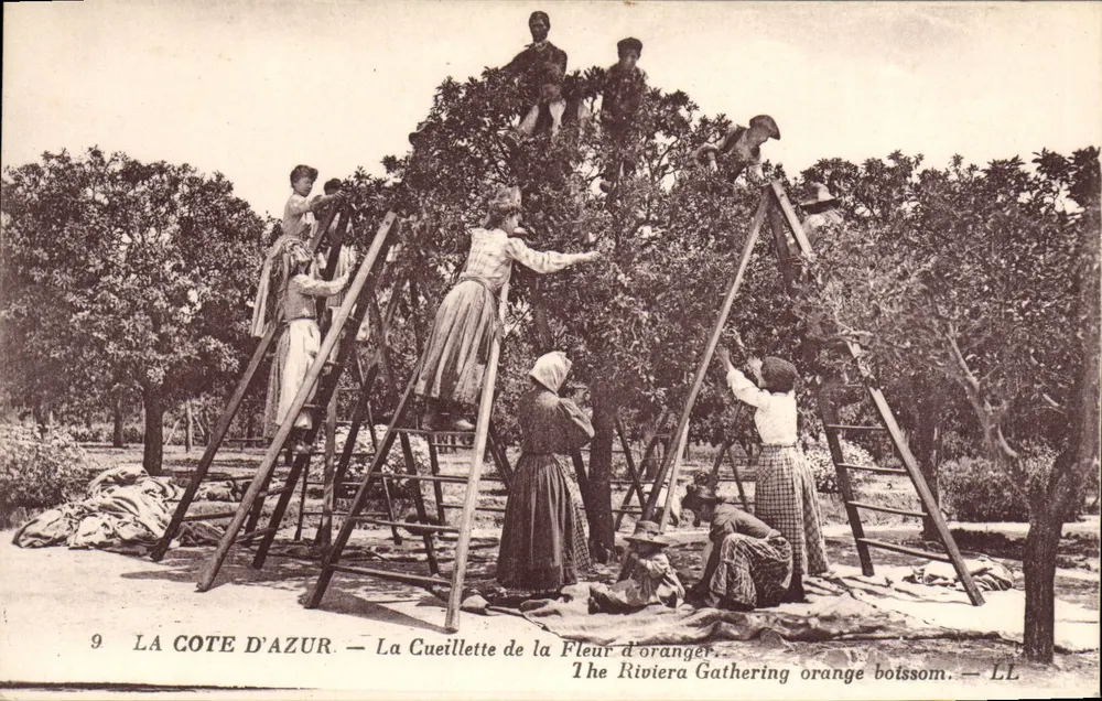 Die Côte d'Azur — Die Ernte der Orangenblüte — LL - Vorderseite