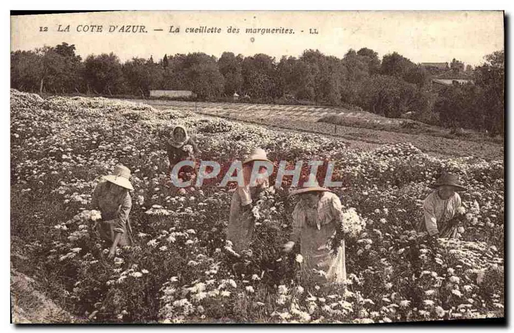 Die Côte d'Azur — Margeritenpflücken — LL, Nr. 12 - Vorderseite