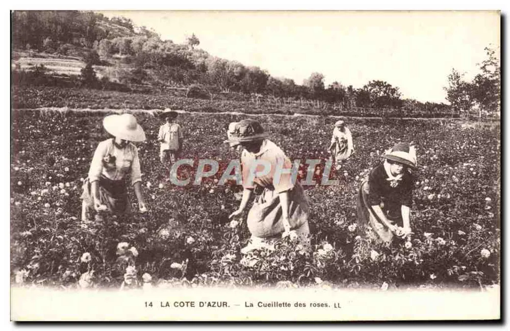 Die Côte d'Azur — Rosenpflücken — LL - Vorderseite
