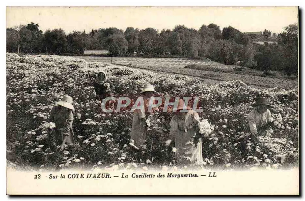 Auf der CÔTE D'AZUR — Margeriten sammeln — LL - Vorderseite