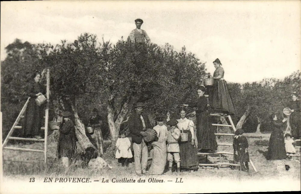 Em Provéncia — A Colheita das Azeitonas — LL - Frente