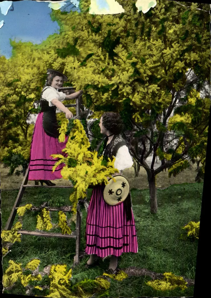 Deux jeunes femmes cueillant du mimosa — scène en extérieur — éditeur L. Gilletta & Cie, Nice, n°15 - Vorderseite