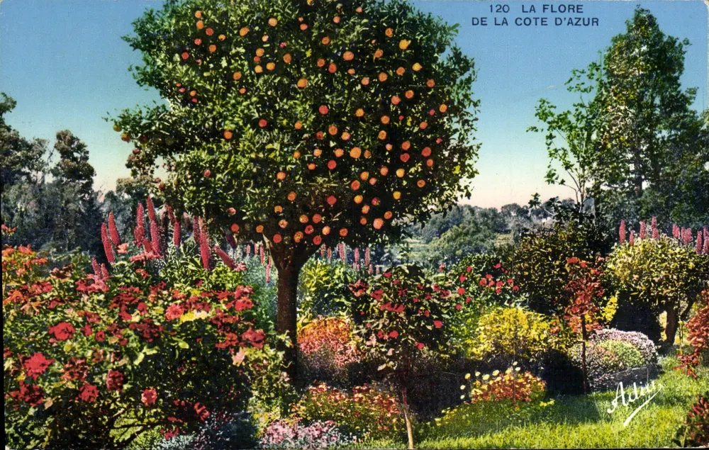 A Flore da Costa Azur — 120 — Adru - Frente