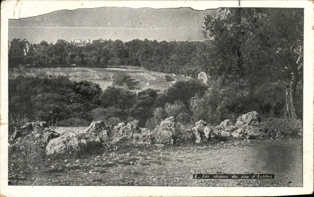 Os oliveiros do cabo de Antibes — vista panorâmica — n°2 - Frente