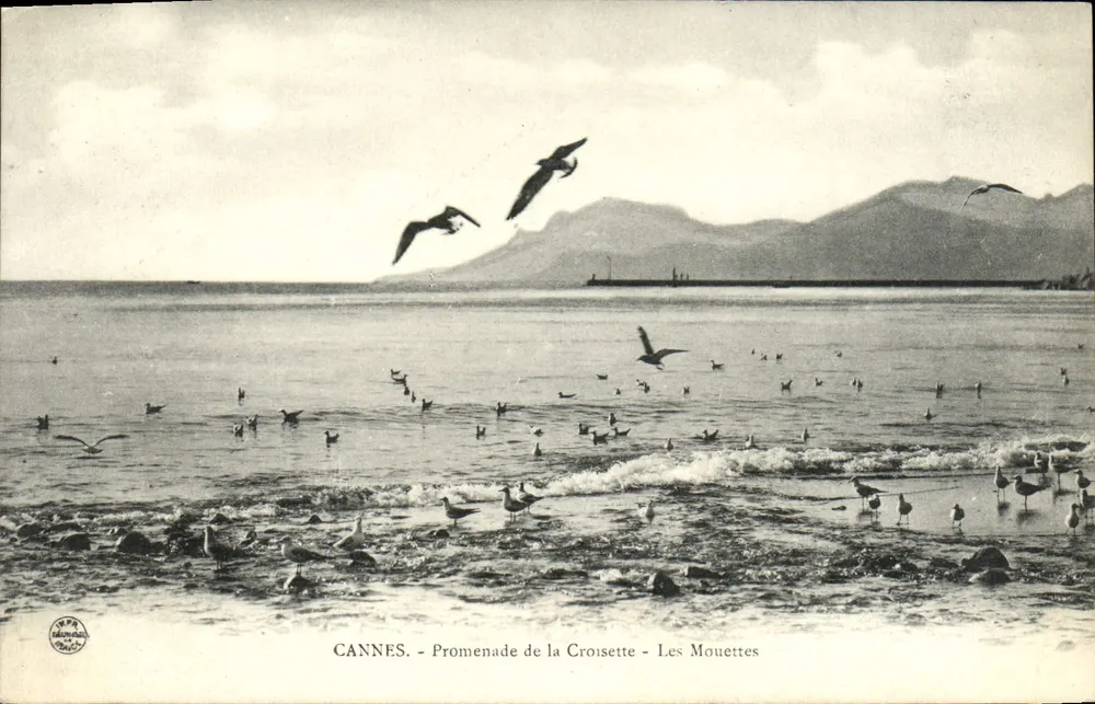 CANNES - Promenade de la Croisette - Les Mouettes - Vorderseite