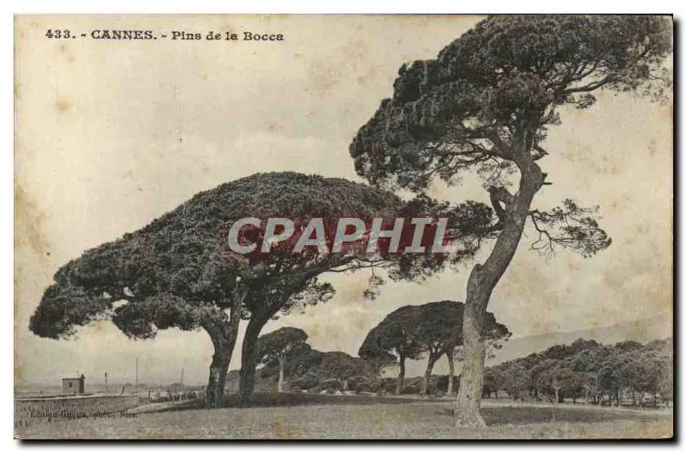 CANNES - Pins de la Bocca — vue des pins maritimes caractéristiques, éditeur Édouard Gillier, n° 433 - Awers