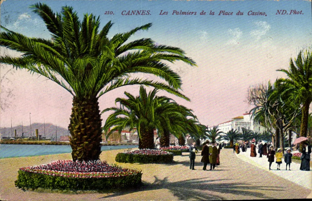 CANNES. Die Palmen der Place du Casino — ND.Photo, n°210 - Vorderseite