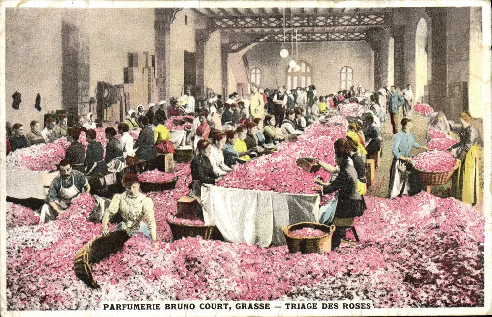 Parfumerie Bruno Court, Grasse — Sortierung der Rosen - Vorderseite