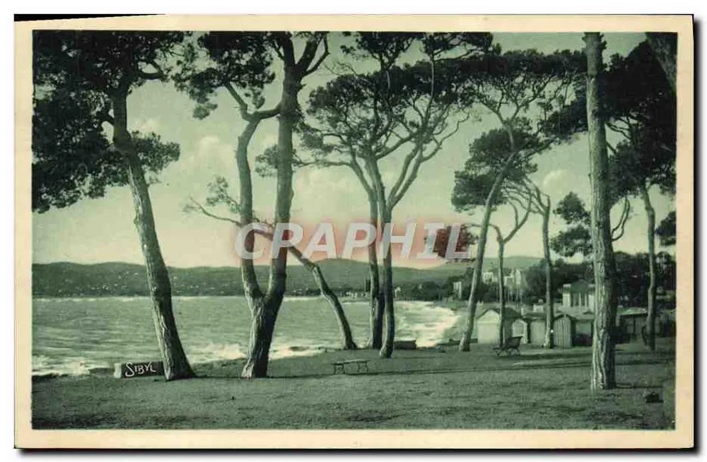 Juan-les-Pins — Cienista plaża z sosnami — Sibyl, wydawca - Awers