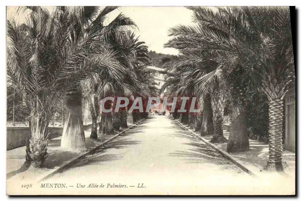Menton — Uma Avenida de Palmeiras — LL. n° 1078 - Frente