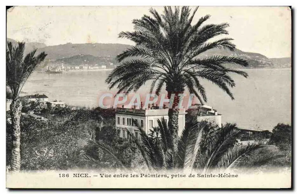NICE — Ansicht zwischen den Palmen, aus Sainte-Hélène — Verlag Gletta, Nice, Nr. 186 - Vorderseite