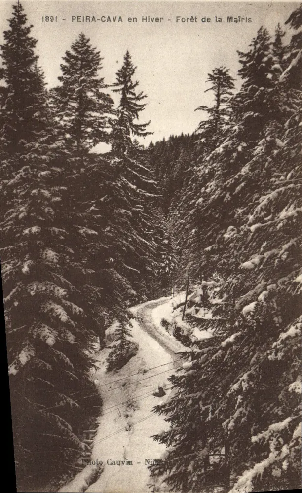 Peira-Cava im Winter — Wald von La Maîris — Foto Gauvin - Nîmes - Vorderseite