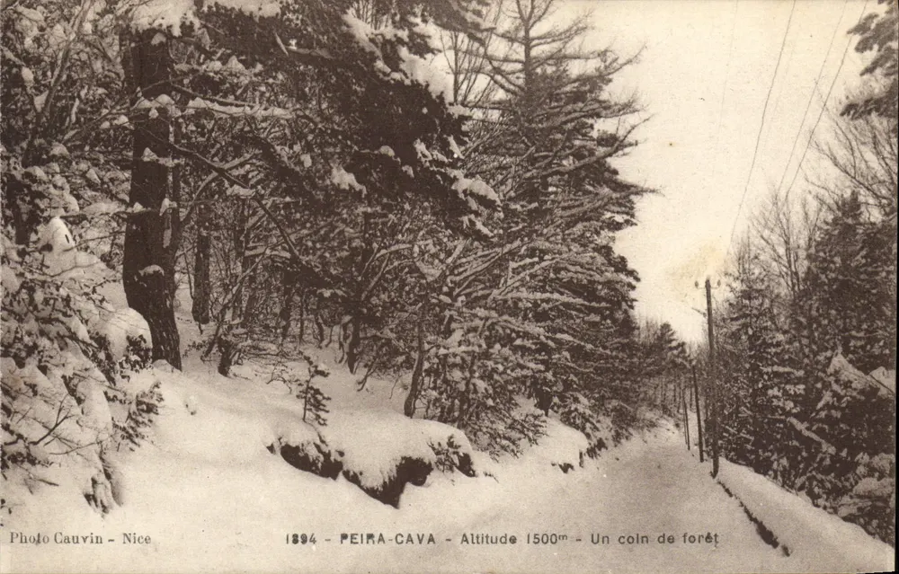 Peira-Cava — Um canto da floresta — Foto Cauvin - Nice - Frente