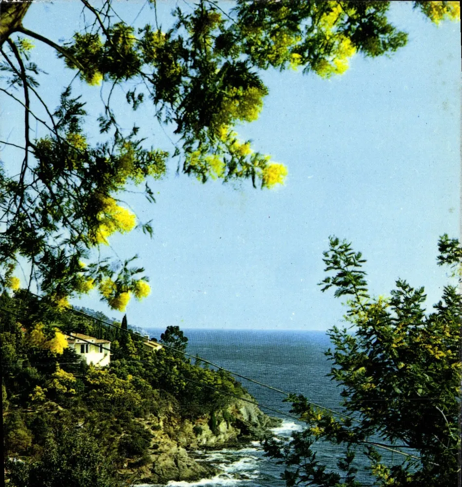 Goldene Mimosas an der Côte d'Azur — Bandol, Editions Les Éditions - Vorderseite