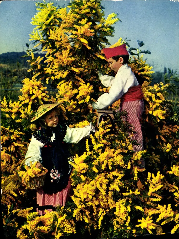 Crianças colhendo mimosa — As Flores da Costa Azul — Edições Iris - Frente