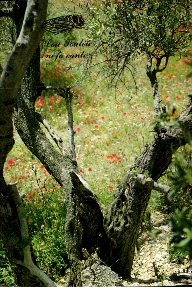 Paisagem sob os oliveiros — Primavera — IRIS - Frente