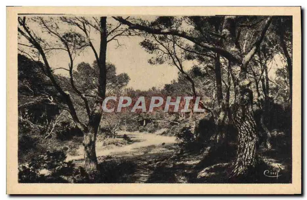 Kiefernwald — Hyères-les-Palmiers (Var) — C. Cing - Vorderseite