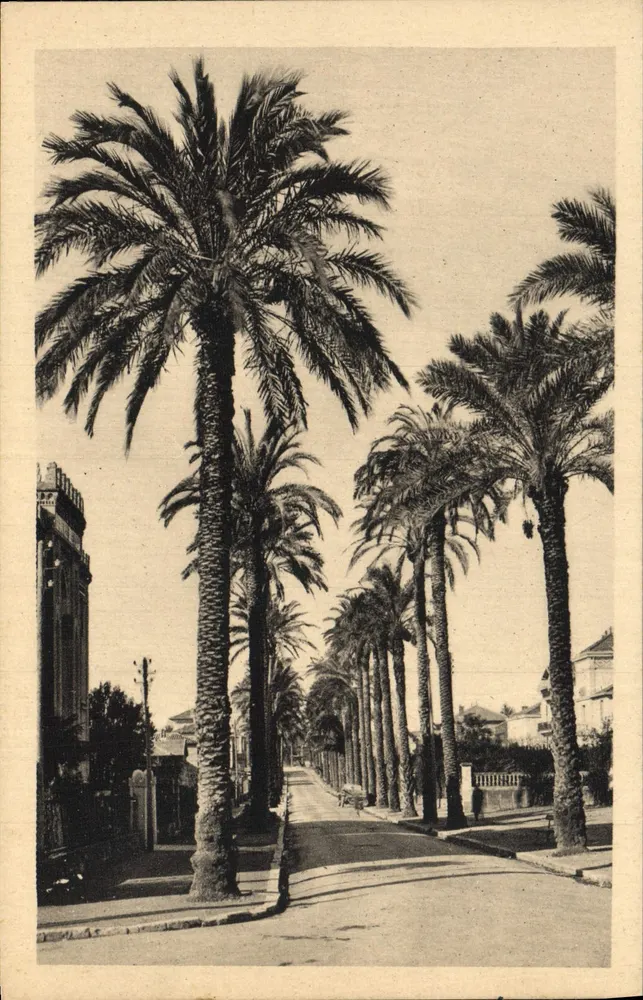 Avenue der Palmen — Hyères-les-Palmiers (Var) — Verlag nicht sichtbar - Vorderseite