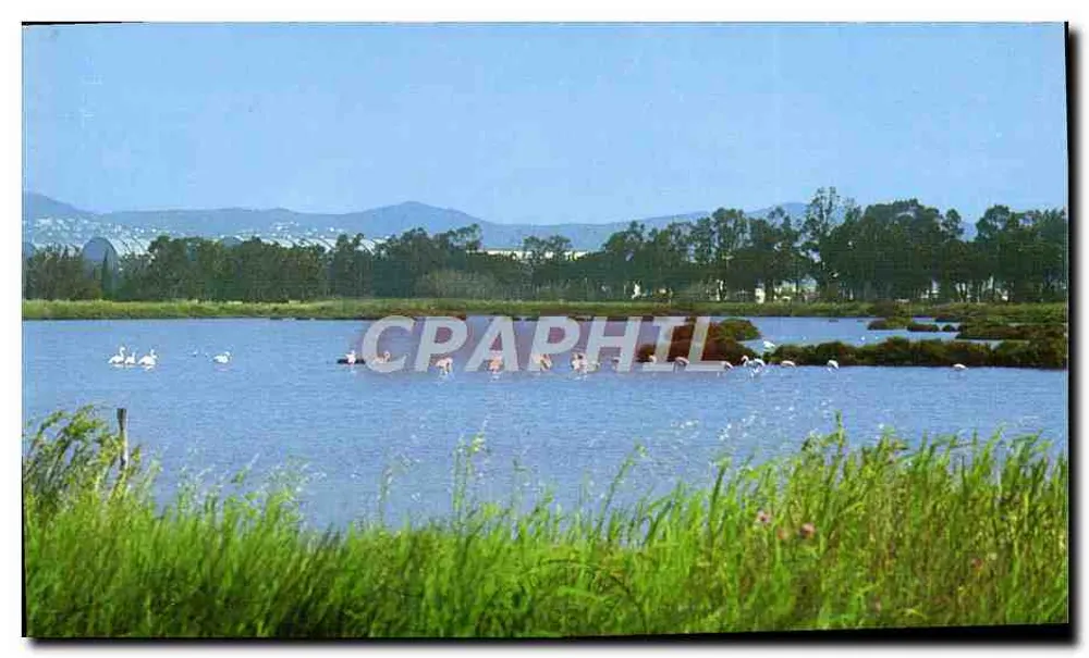 Flamingos in den Salzseen — Hyères Les Palmiers — Les Editions Aris - Vorderseite