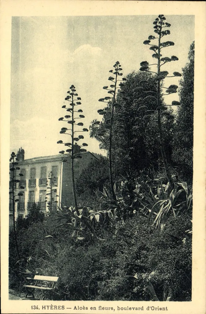 Hyères — Aloès em flor, boulevard d'Orient — editor H. Hue, n° 134 - Frente