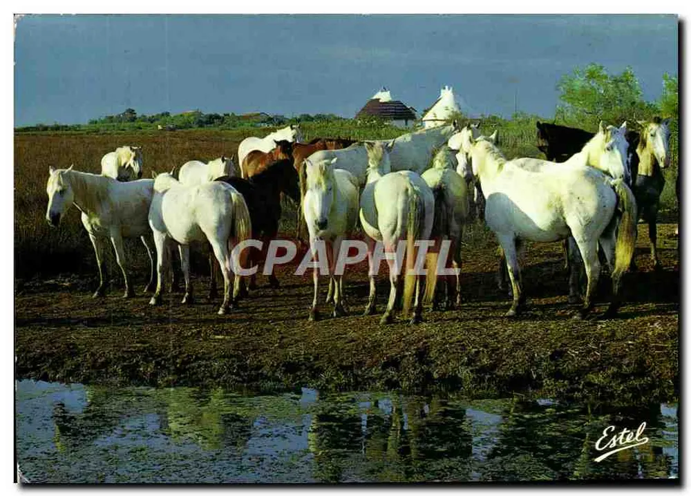 Cavalos brancos — Camargue — Estol - Frente