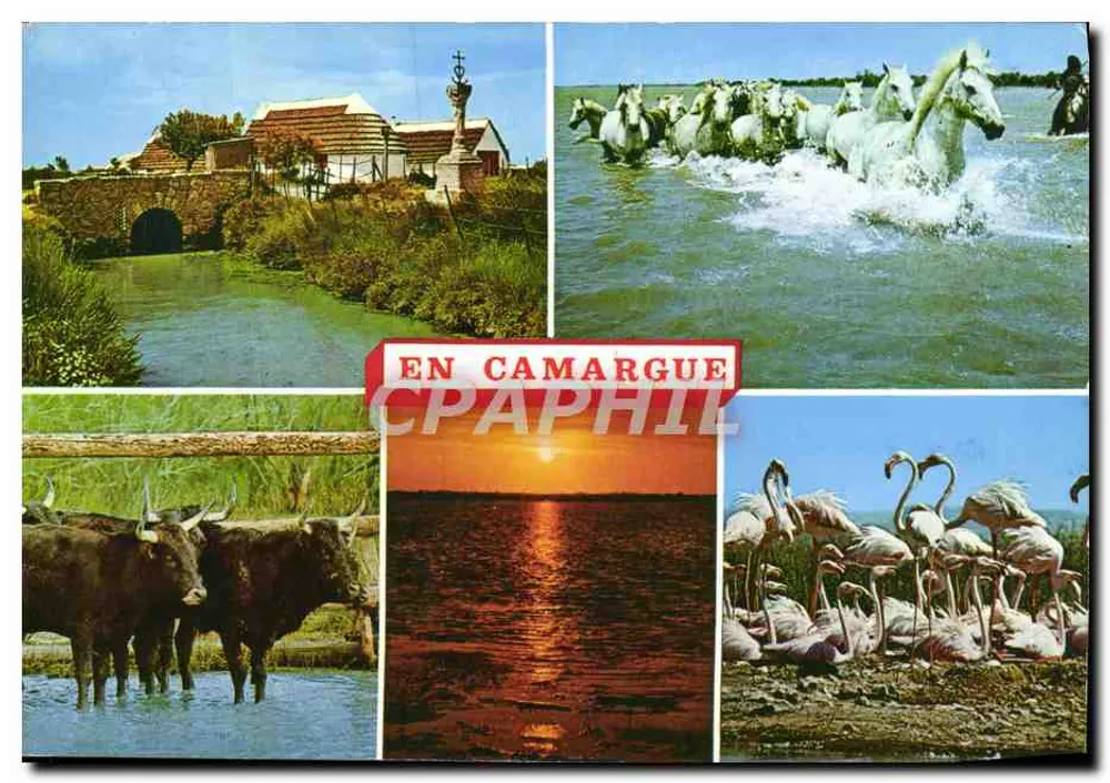 Camargue — Landschaften und Tiere — Editions S.L. - 10.025 - Vorderseite
