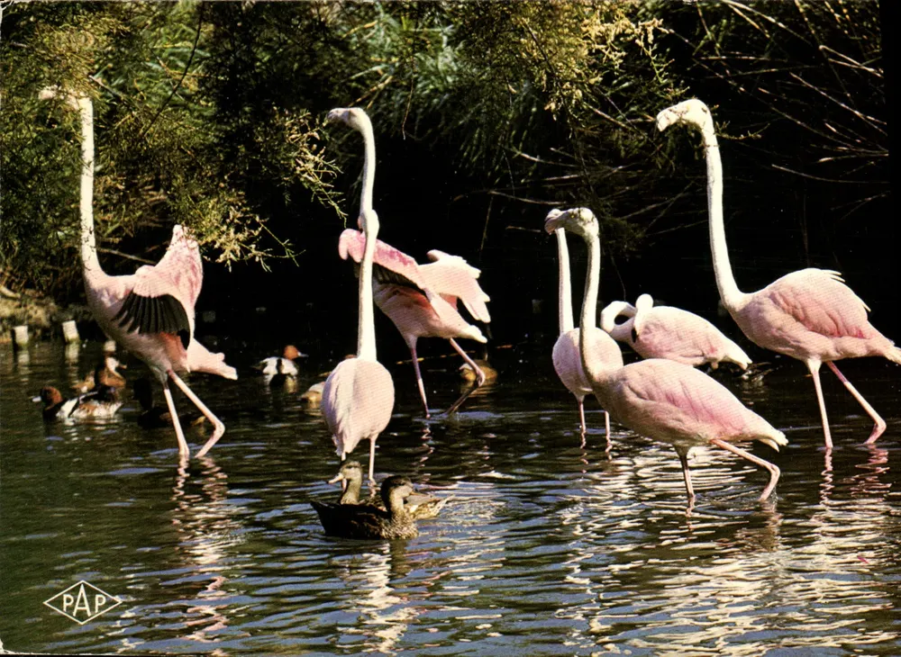 Rosaflamingos — Camargue — Éditions S. Audum & Cie - Vorderseite