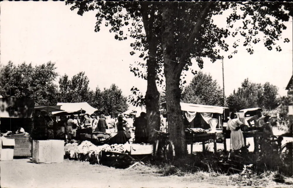 Merville-Franceville — Marché sous un grand arbre — Éditeur : Cassan, rue de Paris (Sene) - Recto