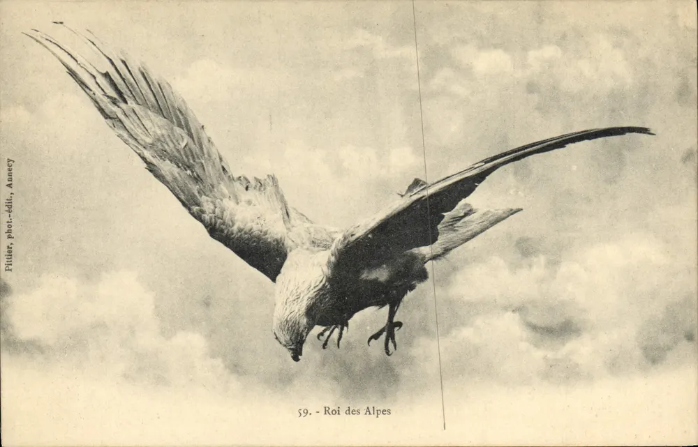 Águia real das Alpes — Editor Pitlier, Ancey, n°59 - Frente