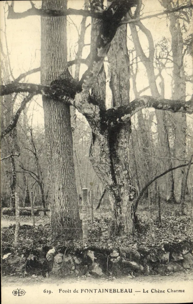 Bosque de FONTAINEBLEAU — El Fresno Encantado — Editor BLD, n.º 619 - Anverso