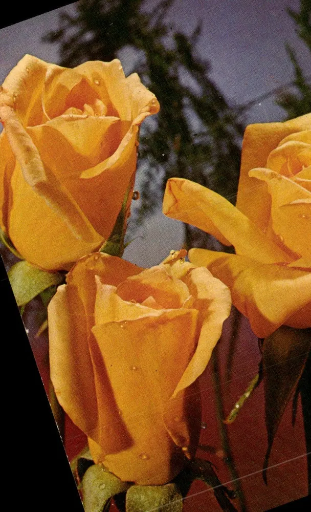 Róże żółte — fotografia kolorowa — wydruk Royalcolor - Awers