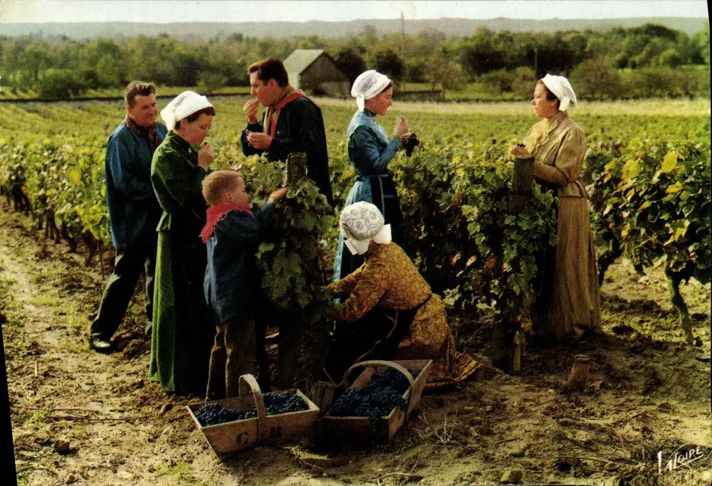 Wein-Ernte — Tal der Loire — Éditions Valoire, n°15.701 - Vorderseite