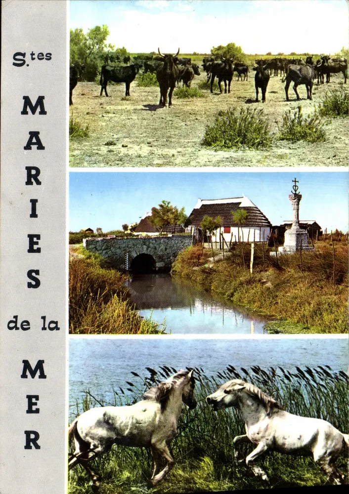 Saintes-Maries-de-la-Mer — paesaggio con vacche, ponte e cavalli — editore Graphith - Recto